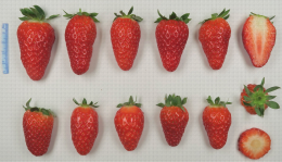 Variété de fraise : Mariguette